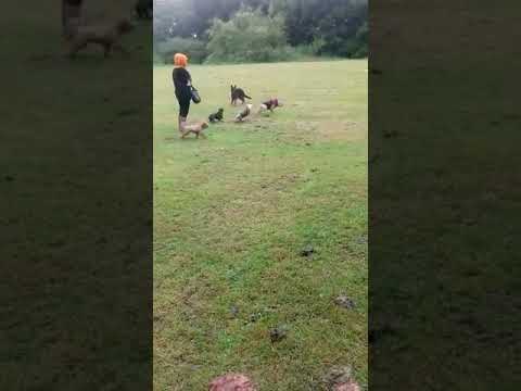 Batson's Happy Dogs video.