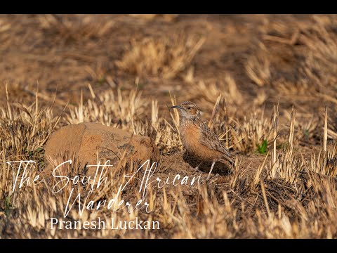 Having a lark in Wakkerstroom - The small town that is big on birding!