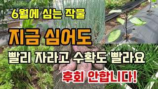 6월에 심는 추천작물 15가지 지금 심어도 잘 자라고 수확도 빨라요 후회하기전에 심어보세요.