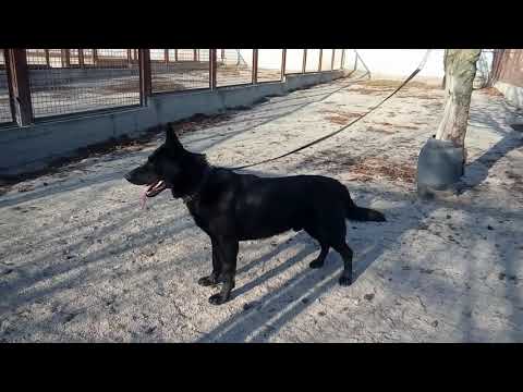 Вязка ZAREMA MOTOR SICH  &   MORRO MARINCHUK K-9 ()