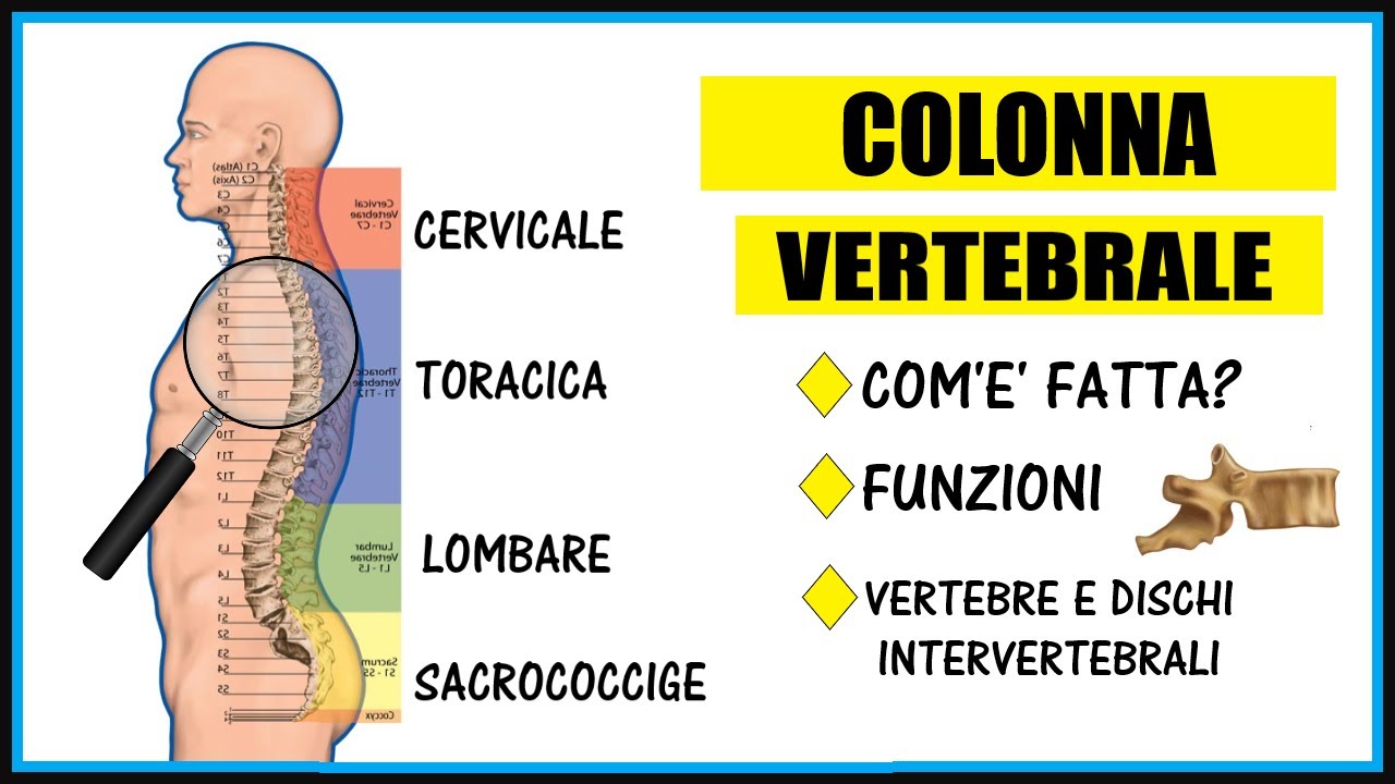 La Colonna Vertebrale: anatomia, funzioni e le sue curve - Apparato scheletrico