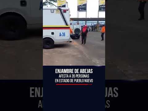 🐝 Enjambre de abejas afecta a 35 personas en estadio de Pueblo Nuevo
