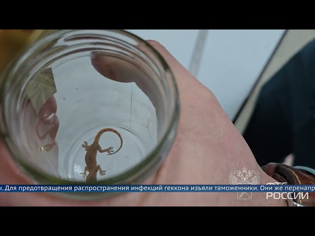Экзотическое животное изъяли у пассажирки в аэропорту Иркутска