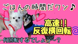ご飯の時間が待ち遠しい!!つい反復横跳び(喜びの舞)しちゃうワンコw