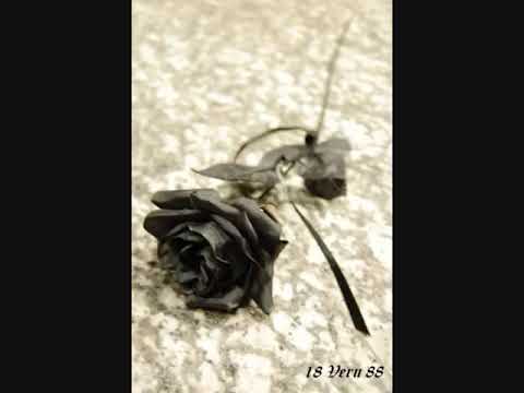 Argema černá růže