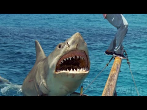 Le chasseur de requin devient la proie | Les Dents de la mer 4 : La Revanche | Extrait VF