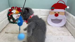 スコティッシュフォールドの動画01