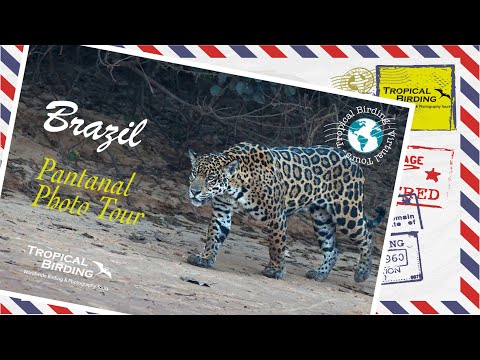 Tropical Birding - Virtual Tour of Brazil Pantanal Photo Tour by Pablo Cervantes
