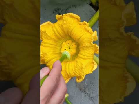 , title : 'Giant Pumpkin pollination #gardening #asmr #vegetables #plants'