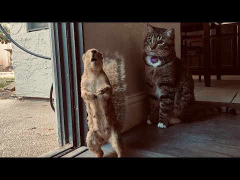 Squirrel ‘n’ Cat  part 1