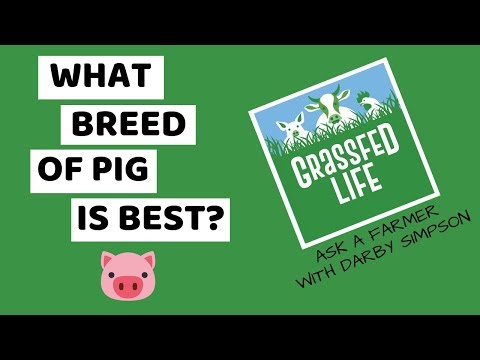 What Breed of Pig is Best? (FOR A NEW FARMER)