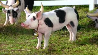 Jacks Farm   Bacon Insider   Jack in the Box Commercial