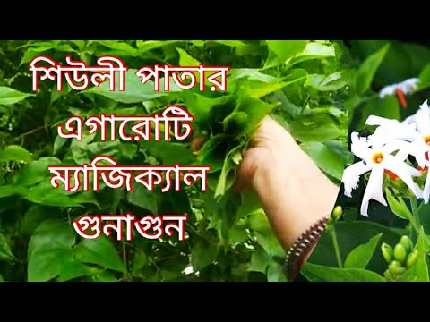 শিউলী পাতার এগারটি ম্যাজিক্যাল গুনগান | Benefits Of Night Jasmine Leaves | Gardening | Healthtips