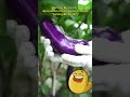 Terong Bu Lurah Viral Di Medsos Warganet Heboh TerongBuLurah Viral MediaSosial Trending