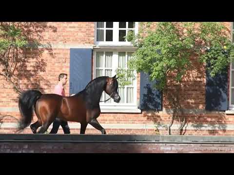 Emerald J | Garanhão Árabe