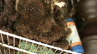 Massive Beehive in Closet - 1 of 2