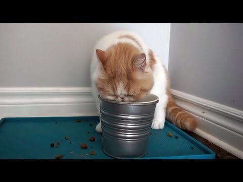 How to Tell if a Cat is Hungry - YouTube