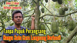 Download lagu Bawor Durian || New Methods and Knowledge for Bearing Fruit from 3-Year-Old Durian || Mr. EDI, Ke... mp3