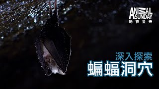 [問卦] 動物頻道深入探索蝙蝠洞穴
