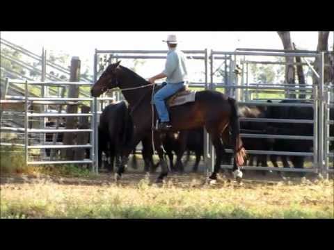 Australian Stock Horse - Burlings Tarren Lot 72 Landmark Classic Sale 2013