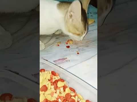 street heart.cat food...