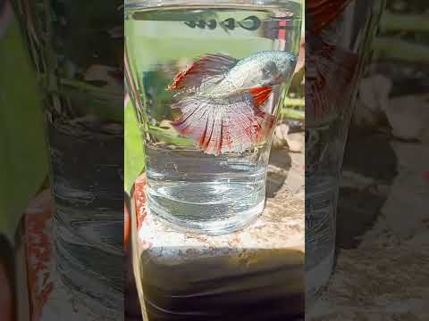 Red betta fish ohm