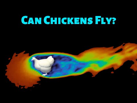 Can Chickens Actually Fly?