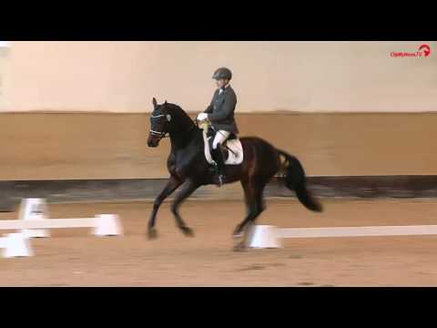 Hengst Freiherr von Stein v. Millennium