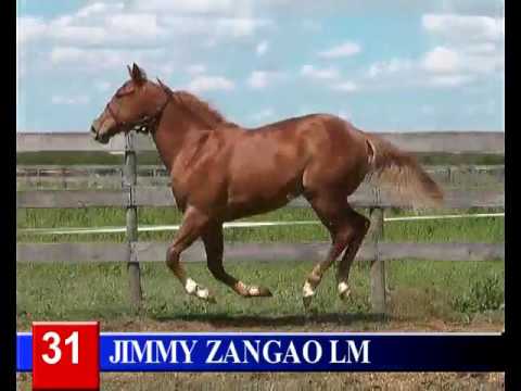 2016 - Lote 31 JIMMY ZANGAO RDA   Zangao Fidash Sa x Brillance Toll BR Leaving Memories