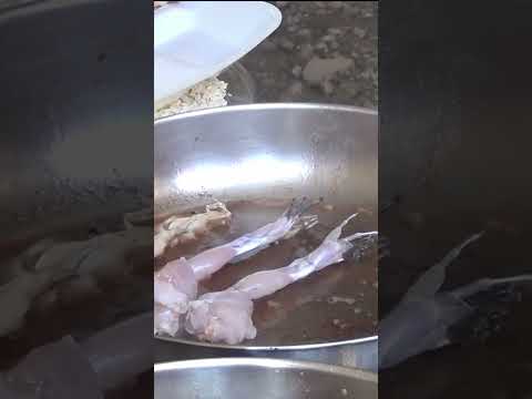 How to Cook Frog Legs - Easy Recipe