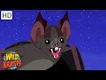 The Vampire Bat A Misunderstood Creature Of The Night Happy Halloween Wild Kratts