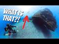What Weird Creatures Live At Crystal Bay Nusa Penida BEST OCEAN ENCOUNTER OF MY LIFE