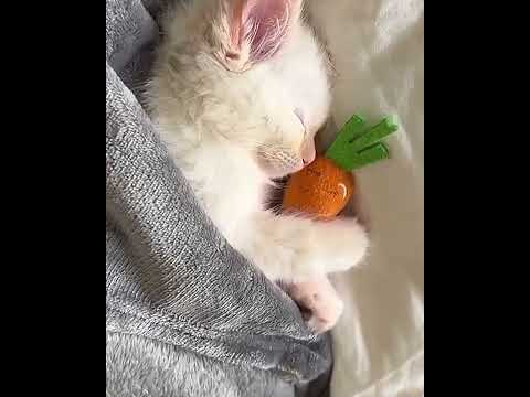 Ultimate Guide to Cat-Related Hashtags for Instagram!