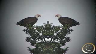 Double EAGLE Eye-Candy—WiLD stop-motion HD! (* Note: Light Strobe Effect)