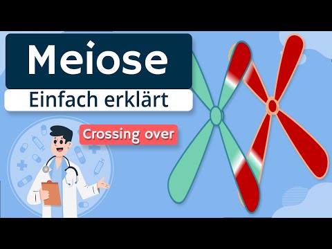 Meiosis - Basics and phases explained