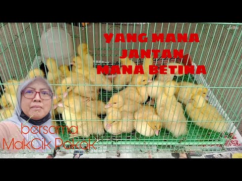 , title : 'Anak Itik serati bebek jantan betina  #Serati  #Unggas'