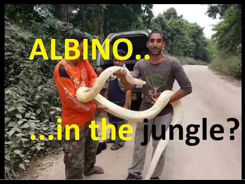How to rescue an albino burmese python!
