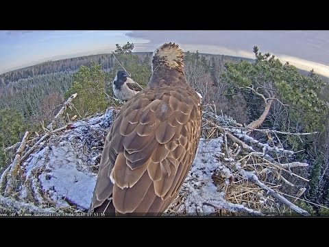 2017/04/17 07h52m Latvian Osprey~ The crow is still there ~