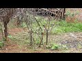 20170712 111425 Slgarts Udainchina Kiranam