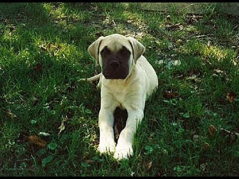 Mein Abschied von Sitara