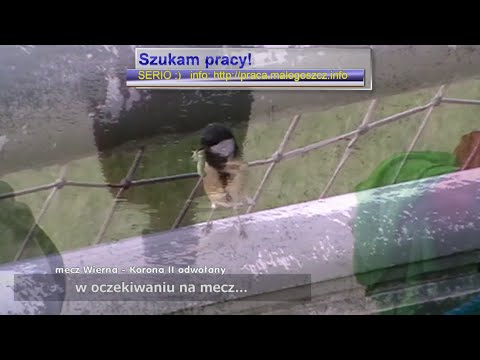 Wierna Małogoszcz - Korona II Kielce - odwołany (2015.05.20)