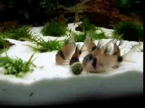 Corydoras panda feeding time.