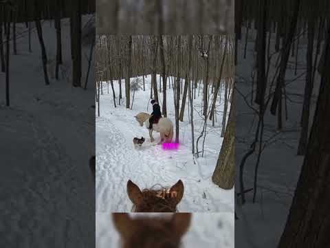 Dogs  attacking horses!