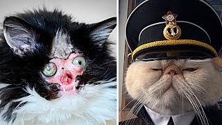6 НЕОБЫЧНЫХ КОШЕК, В СУЩЕСТВОВАНИЕ КОТОРЫХ СЛОЖНО ПОВЕРИТЬ часть 2