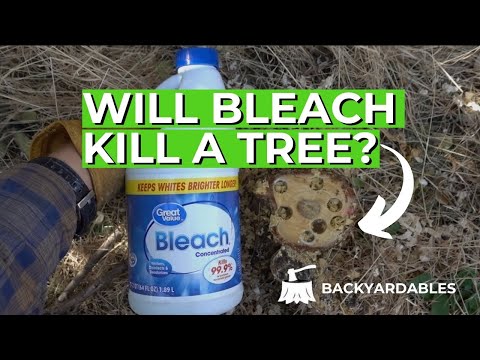 Will Beach Kill A Tree? | How To Kill A Tree