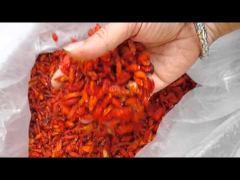 download lagu mp3 mp4 Birds Eye Chilli Suppliers, download lagu Birds Eye Chilli Suppliers gratis, unduh video klip Birds Eye Chilli Suppliers