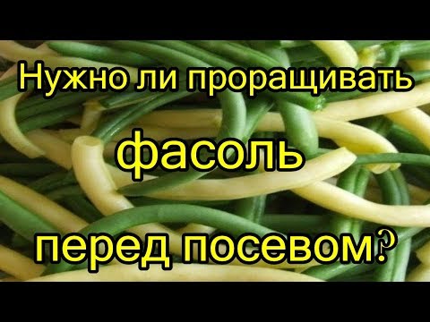 Нужно ли проращивать фасоль перед посевом? Наглядный ответ.