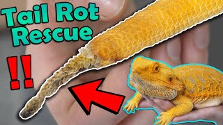 Tail Rot- Prevention and Treatment! by Snake Discovery