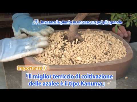 Che possono far male sulla schiena sopra la vita per il proprio sotto le costole Osteomielite del ginocchio secondo ICD