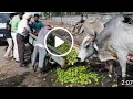 VACA Produces PANIC In The City